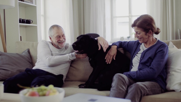 A happy senior couple sitting on a sofa indoors at home, playing with a dog.