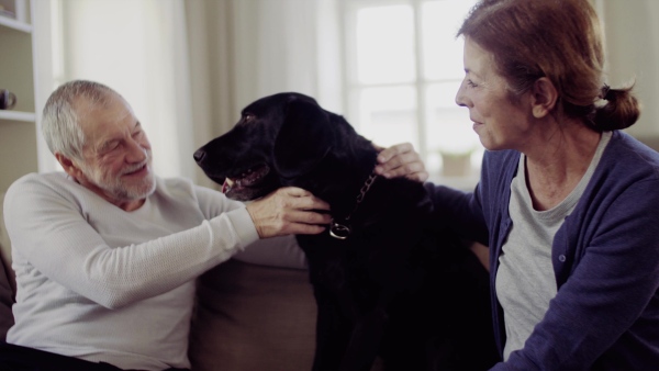 A happy senior couple sitting on a sofa indoors at home, playing with a dog.