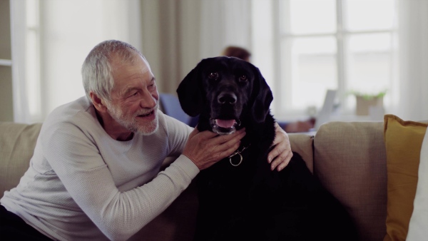 A happy senior couple indoors with a black pet dog at home, having good time.