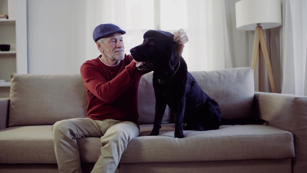 A senior man and a pet dog with flat caps sitting on a sofa indoors at home, having fun.