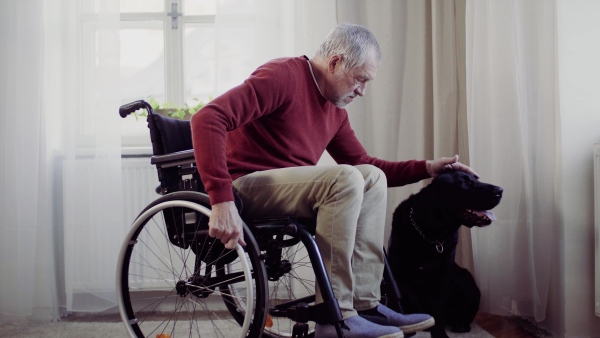 A disabled senior man in wheelchair indoors playing with a pet dog at home, stroking it.