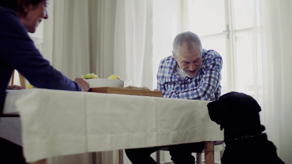 A senior couple sitting at the table at home feeding a pet dog when having breakfast.