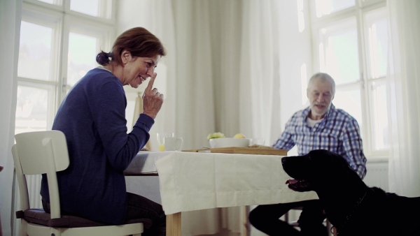 A senior couple sitting at the table at home feeding a pet dog when having breakfast. Slow motion.