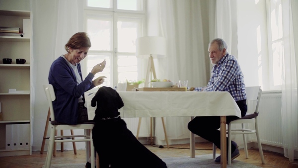 A senior couple sitting at the table at home feeding a pet dog when having breakfast. Slow motion.