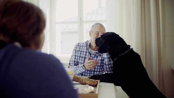 A happy senior couple with a pet dog sitting at the table at home, having breakfast. Slow motion.