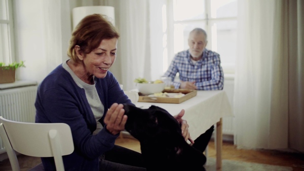 A happy senior couple with a pet dog sitting at the table at home, having breakfast. Slow motion.