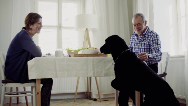 A happy senior couple with a pet dog sitting at the table at home, having breakfast.