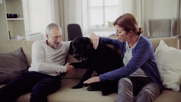 A happy senior couple sitting on a sofa indoors at home, playing with a dog. Slow motion.