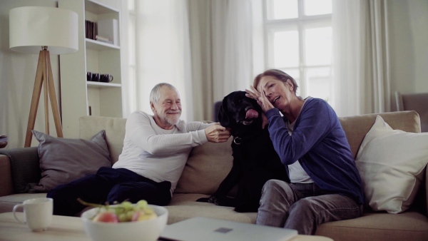 A happy senior couple sitting on a sofa indoors at home, playing with a dog. Slow motion.