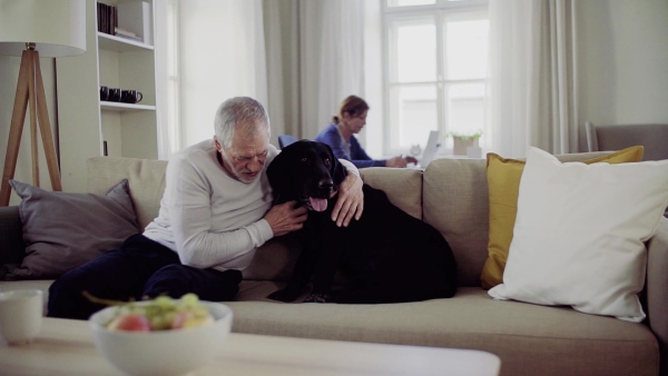 A happy senior couple indoors with a black pet dog at home, having good time. Slow motion.