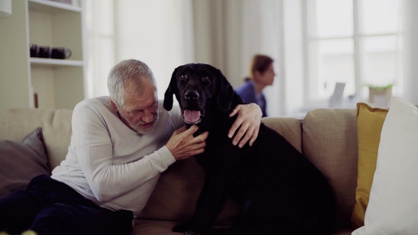 A happy senior couple indoors with a black pet dog at home, having good time. Slow motion.