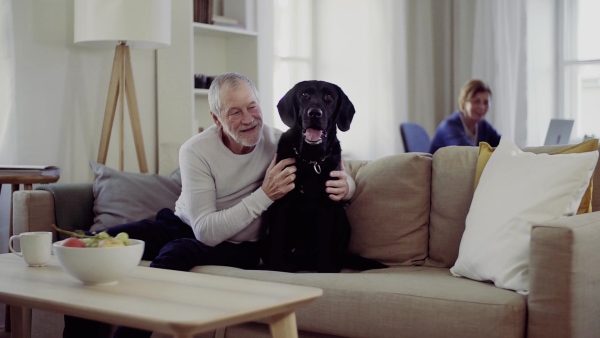 A happy senior couple indoors with a black pet dog at home, having good time. Slow motion.