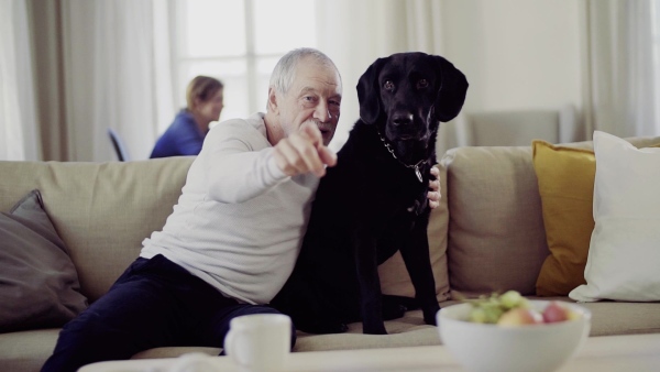 A happy senior man indoors sitting on a sofa with a black pet dog at home. Slow motion.