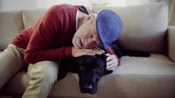 A senior man with a flat cap sitting on a sofa indoors at home, stroking a pet dog. Slow motion.