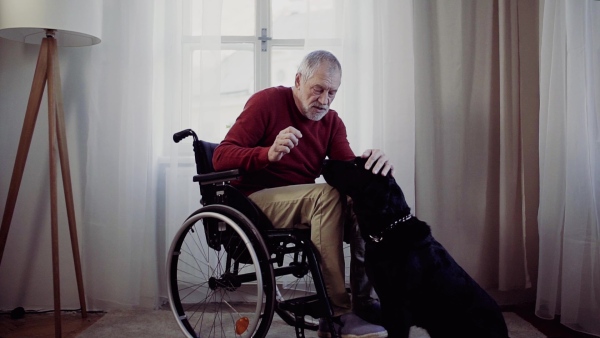 A disabled senior man in wheelchair indoors playing with a pet dog at home, stroking it. Slow motion.