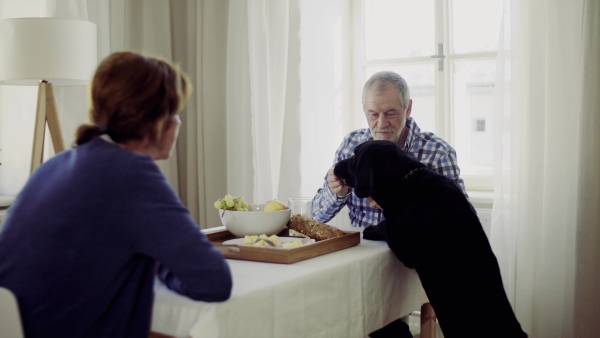 A senior couple sitting at the table at home feeding a pet dog when having breakfast.