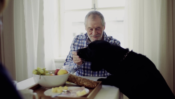 A senior couple sitting at the table at home feeding a pet dog when having breakfast.