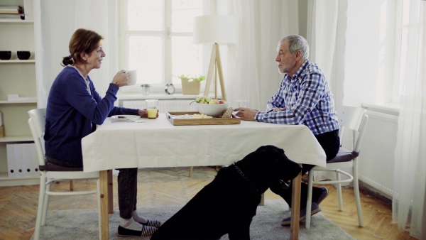 A happy senior couple with a pet dog having breakfast at the table at home, talking.