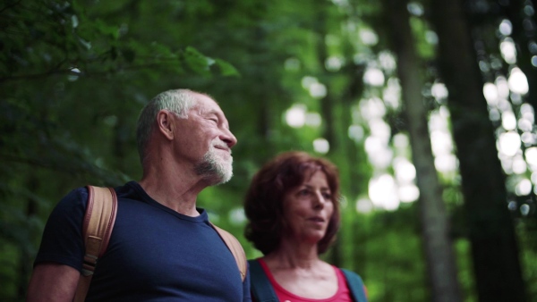 A senior tourist couple with backpacks standing in forest in nature, talking. Slow motion.