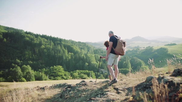 Rear view of senior tourist couple with backpacks hiking in nature. Slow motion.