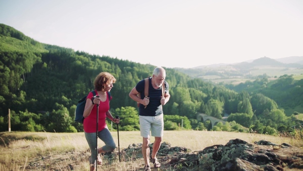 A senior tourist couple with backpacks hiking uphill in nature at sunset. Slow motion.