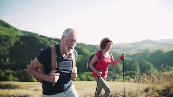 A senior tourist couple with backpacks hiking uphill in nature at sunset. Slow motion.