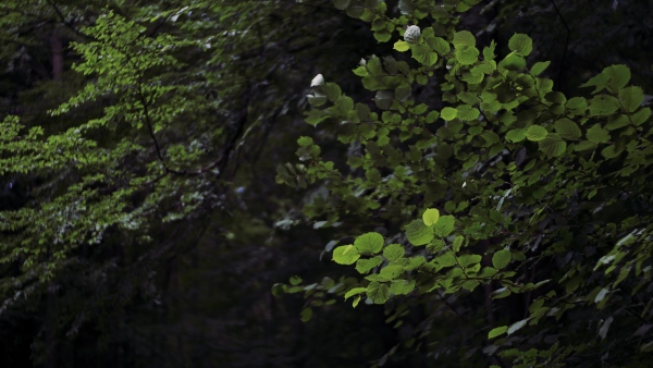 Green leaves on tree branches in a forest in nature.