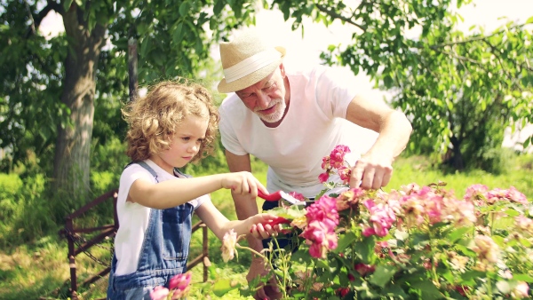 A small girl with senior grandfather gardening in the backyard garden.