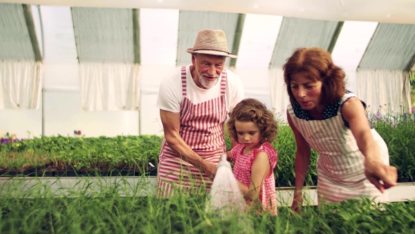 Senior grandparents and granddaughter gardening in the greenhouse, watering plants.