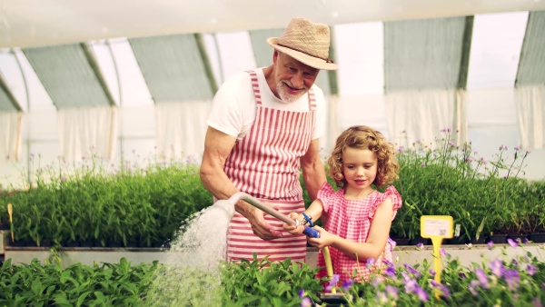 A happy small girl with senior grandfather gardening in the greenhouse, watering plants.