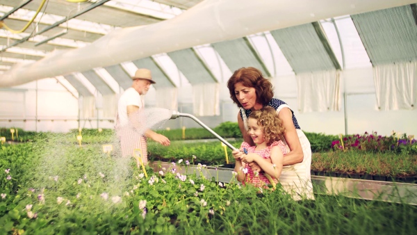 Senior grandparents and granddaughter gardening in the greenhouse, watering plants.