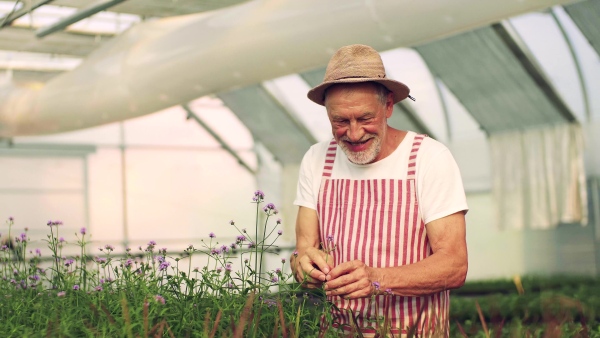 A senior man working in the greenhouse, gardening.