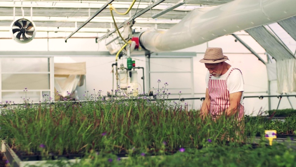 A senior man working in the greenhouse, gardening.