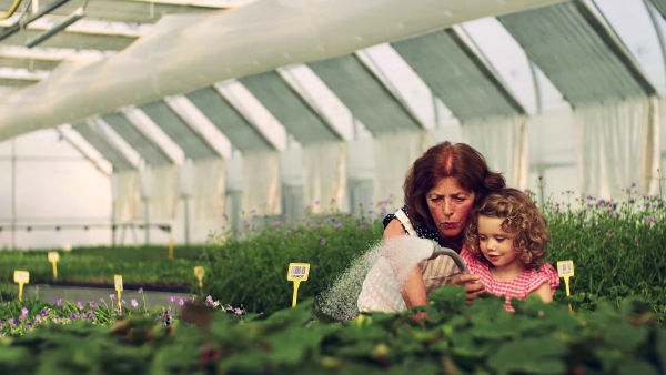 A happy small girl with senior grandmother gardening in the greenhouse, watering plants.