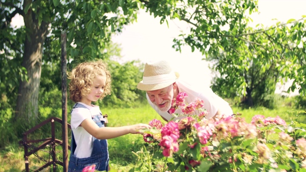 A small girl with senior grandfather gardening in the backyard garden.