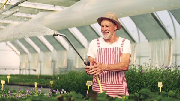 Front view of happy senior man gardening in the greenhouse, watering plants.