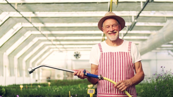 Front view of happy senior man gardening in the greenhouse, watering plants.