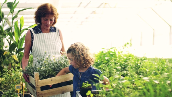 A happy small girl with senior grandmother gardening in the greenhouse, working.