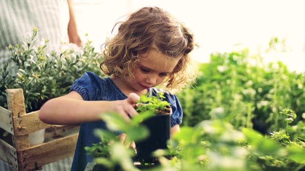 Small girl helping unrecognizable senior grandmother gardening in the greenhouse.