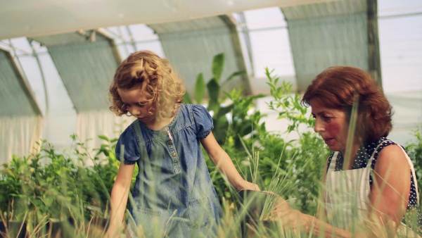 A happy small girl with senior grandmother gardening in the greenhouse, working.