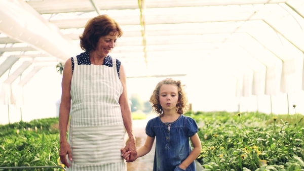 A happy small girl with senior grandmother gardening in the greenhouse, walking.