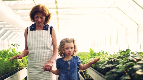 A happy small girl with senior grandmother gardening in the greenhouse, walking. Slow motion.