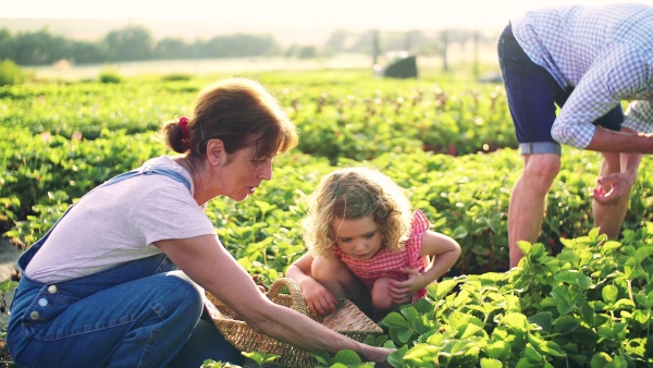 Senior grandparents and granddaughter picking strawberries on the farm. Man, woman and a small girl working.