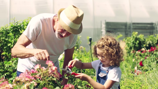 A small girl with senior grandfather gardening in the backyard garden.