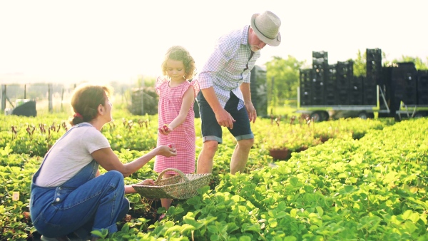 Senior grandparents and granddaughter picking strawberries on the farm. Man, woman and a small girl working.