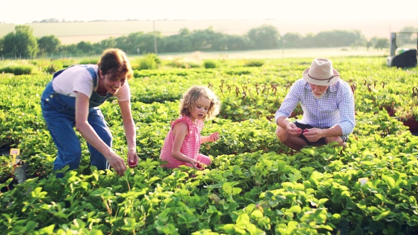 Senior grandparents and granddaughter picking strawberries on the farm. Man, woman and a small girl working.