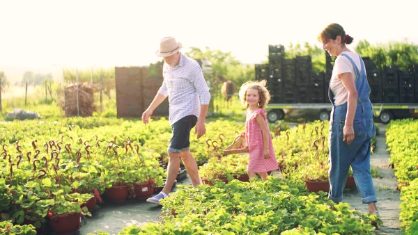 Senior grandparents and granddaughter picking strawberries on the farm. Man, woman and a small girl working.