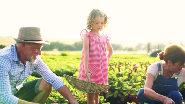 Senior grandparents and granddaughter picking strawberries on the farm. Man, woman and a small girl working.