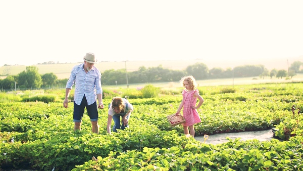 Senior grandparents and granddaughter picking strawberries on the farm. Man, woman and a small girl working.