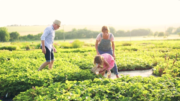 Senior grandparents and granddaughter picking strawberries on the farm. Man, woman and a small girl working.